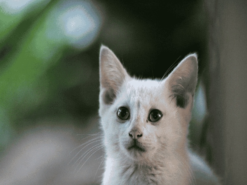 邵逸夫试管1代,什么炎症影响试管